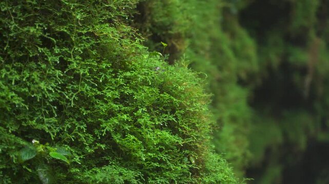 A detailed close-up of bright green moss covering an entire wall of rocks in a tropical rainforest. It is blowing in the wind in slow-motion.