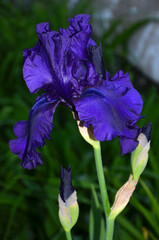 Tall bearded Iris ' Navy Blues' blooming in summer garden on flowerbed. Closeup photo outdoors....