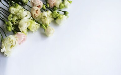 White and pink alstroemeria flowers on a white background with space for text. A greeting card.