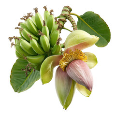 Banana Plant Blossom and Fruit: A Close-Up View