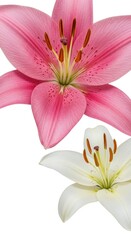 Fototapeta premium Pink and White Lilies