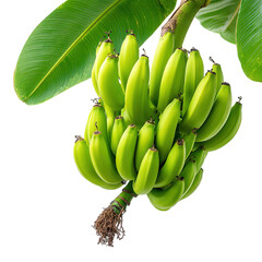 Vibrant Green Bananas: Close-Up of a Banana Bunch on the Plant