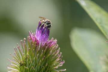 sweat bee on burdock flower