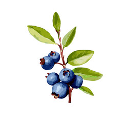 Watercolor Illustration of Blueberry Plant