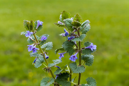 Gundermann (Glechoma hederacea) begegnet auf der Schw&auml;bischen Alb