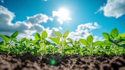 Low angle view of young plants growing in a field under a bright sunny sky.