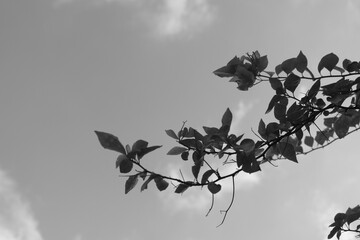 Sky and the leaves 1