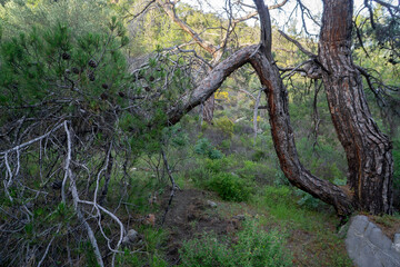 Bent Pine Tree in Wild Forest