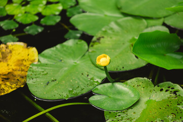 Single yellow water lily flower rising from the dark water