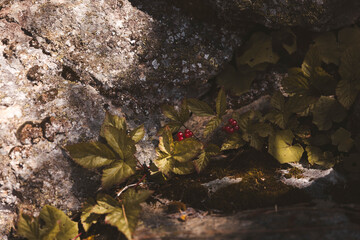 Bright red alpine berries nestled among mossy rocks