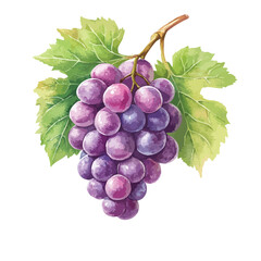 Fototapeta premium Bunch of purple grapes on a leaf