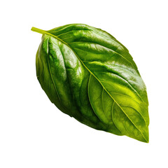 Vibrant Green Basil Leaf: Macro Photography of Fresh Herb