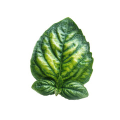 Vibrant Green Leaf: Detailed Macro Photography of Tropical Foliage