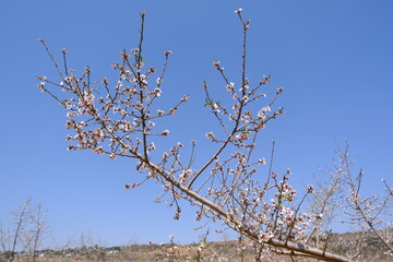 last blossoms 