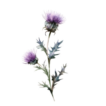 Scottish Thistle Watercolor Vector Illustration with Transparent Background for Botanical Designs
