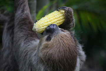 Sloth close-up is eating corn cob. Sloth is hanging from tree branch