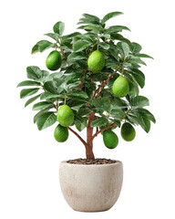 Lush Lime Tree in Pot: Vibrant Citrus Plant Photography