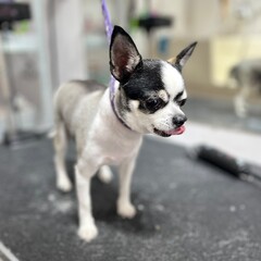Chihuahua dog gray with gray color of fur stands on the table for grooming after short haircut. grooming salon. Mini pet