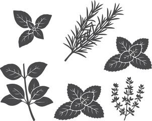 Herb silhouette icon set. mint, basil, rosemary, sage, thyme 