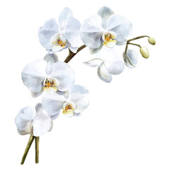 Serene Watercolor White Orchid Vector with Transparent Background for Elegant Floral and Botanical Projects