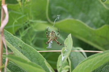 Tiger spider from behind