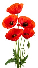 Vibrant red poppies bouquet