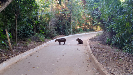Two capybaras, an adult and a pup, on a paved path in a lush green forest. This scene captures the...