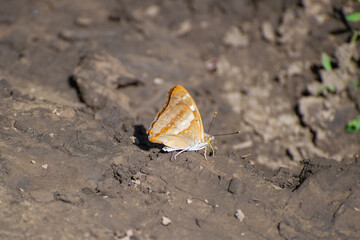 A delicate brown apature metis butterfly with white speckles rests on cracked earth, its orange-tipped antennae poised in quiet elegance.