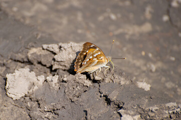 A delicate brown apature metis butterfly with white speckles rests on cracked earth, its orange-tipped antennae poised in quiet elegance.