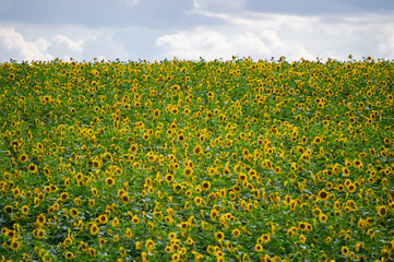Fototapeta premium A golden sea of sunflowers stretches beneath a partly cloudy sky, radiating summer warmth and harmony.