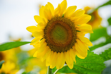 A radiant sunflower bursts with color and intricate detail against a soft, blurred field of blooms.