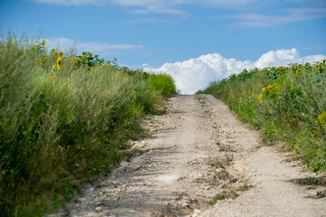 A tranquil country road winds through lush greenery and golden sunflowers beneath a sky of...