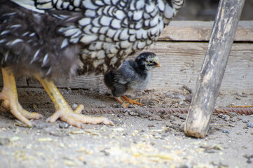 A black-and-grey chick stands beside an adult hen’s legs on dusty ground, nestled in the rustic rhythm of coop life.