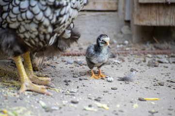 A black-and-grey chick stands beside an adult hen’s legs on dusty ground, nestled in the rustic rhythm of coop life.