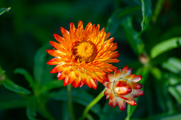 Two fiery blossoms golden everlasting  with vivid orange, yellow, and red petals, radiating warmth...