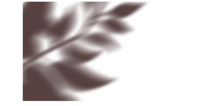 Soft foliage shadows, blurry leaf silhouettes for organic plant inspired interior overlays and calm minimal visual backgrounds

