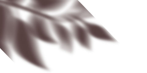 Leaf shadow overlay, soft natural foliage silhouette ideal for modern botanical visual design and nature inspired composition layout

