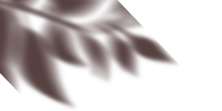 Leaf shadow overlay, soft natural foliage silhouette ideal for modern botanical visual design and nature inspired composition layout

