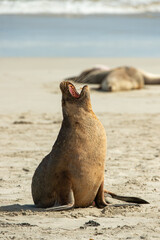galapagos sea lion