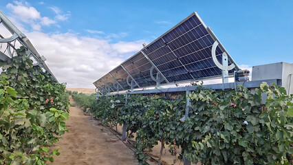 Wine grapes in a desert vineyard with solar panels among the vines.