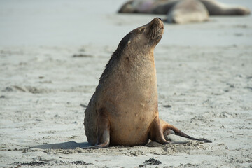 Naklejka premium seal on the beach