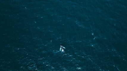 Aerial View of a Whale in Deep Blue Waters Near Iceland