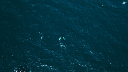 Aerial View of Whale Beneath Ocean Surface and Boat in Icelandic Waters