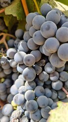 Ripe wine grapes in close-up view, growing in a desert vineyard with solar panels visible in the background. Grapes are cultivated for wine production.