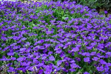Obraz premium Aubrieta Deltoidea Purple Rock Cress Carpet Display