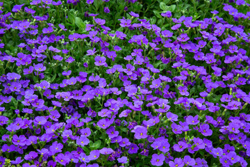 Aubrieta Deltoidea Purple Rock Cress Classic Spring Carpet