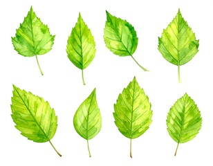 Watercolor green leaves collection