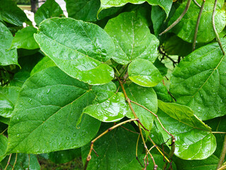 Big leaves green background with a rain drops