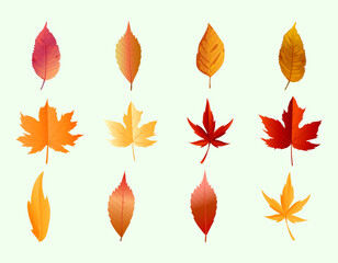 Autumn leaf collection vector set with colorful fall foliage