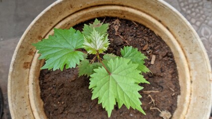 grape leaves that are starting to grow on the pot 